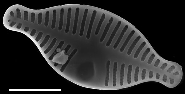 Planothidium dubium SEM2