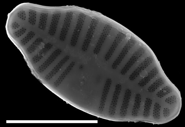 Planothidium dubium SEM4