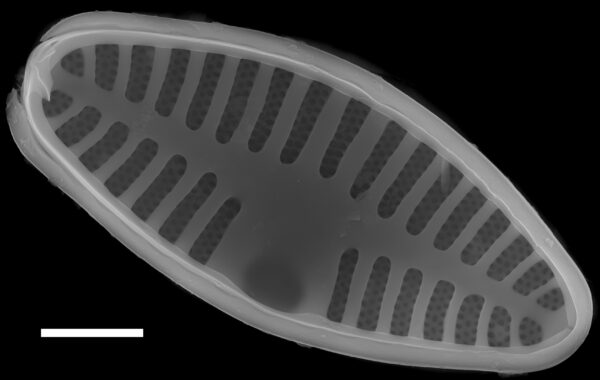 Planothidium lanceolatum SEM2