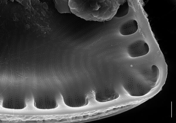 Surirella iowensis SEM2