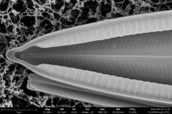 Mastogloia floridensis SEM4