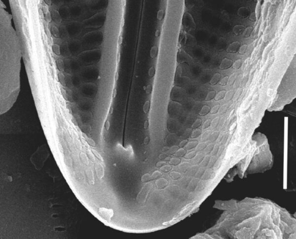 Muelleria tetonensis SEM4