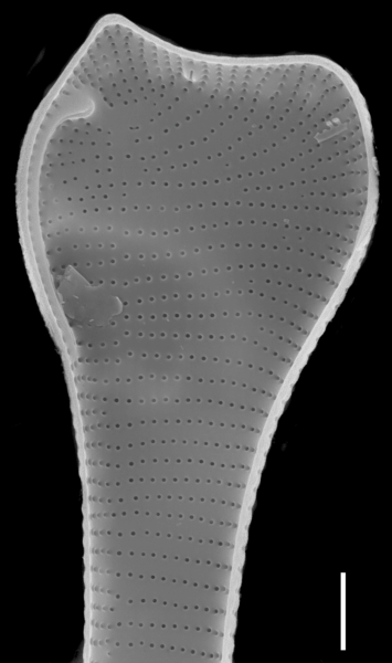 Actinella punctata SEM2