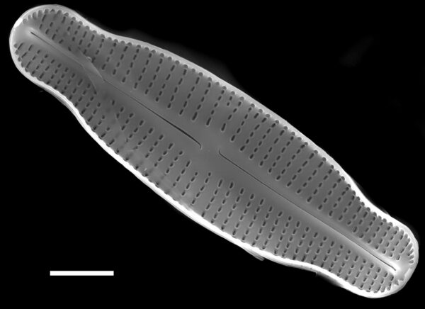 Achnanthidium latecephalum SEM4