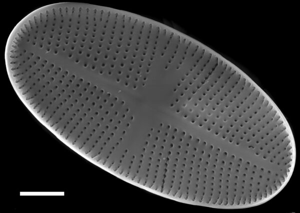 Psammothidium bioretii SEM2