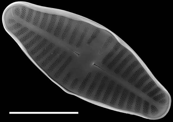 Planothidium lanceolatum SEM3