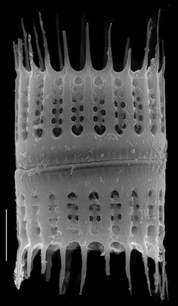 Aulacoseira humilis SEM3