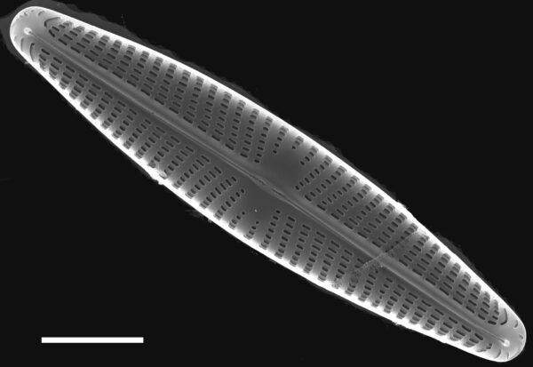 Navicula libonensis SEM1