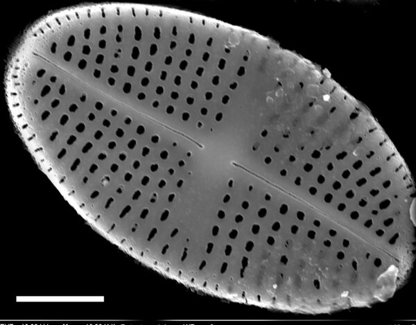 Psammothidium semiapertum SEM1