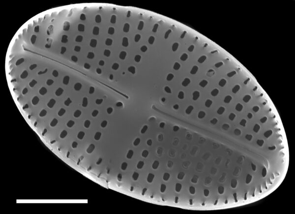 Psammothidium semiapertum SEM2