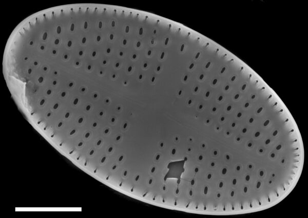 Psammothidium semiapertum SEM3