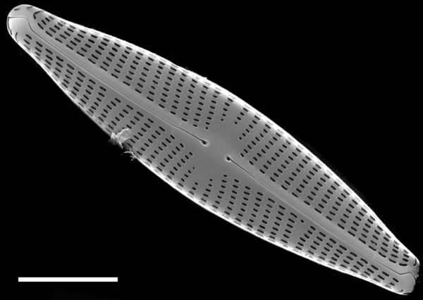 Navicula veneta SEM1