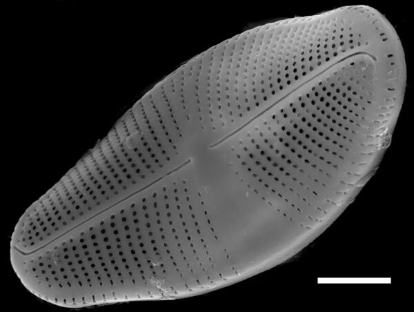 Eucocconeis laevis SEM3