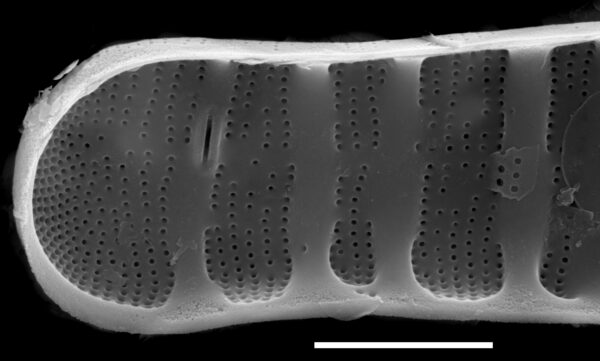 Diatoma tenuis SEM4