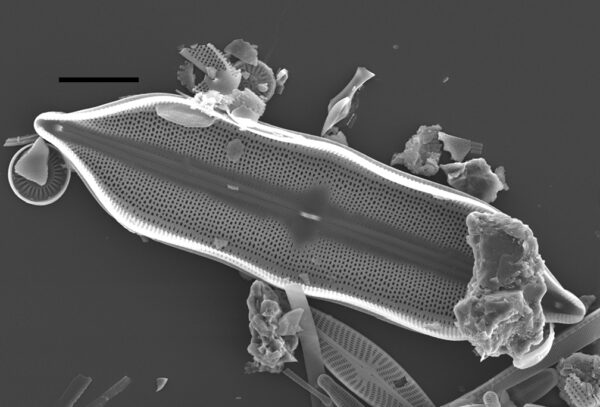 Neidium Hitchcockii Sem2