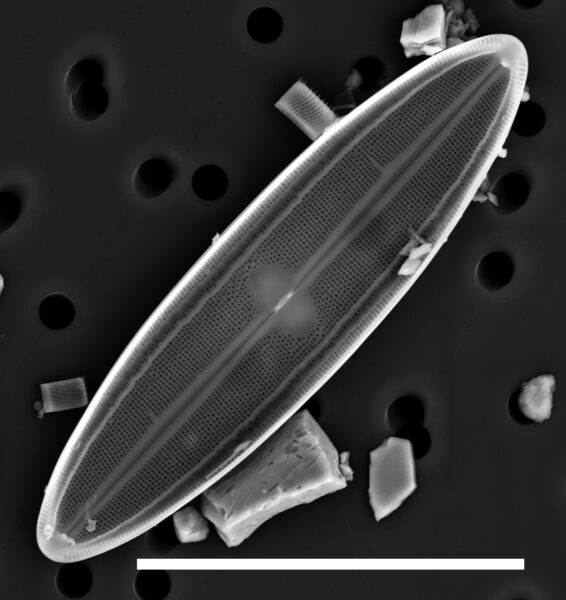 Neidium fossum SEM1