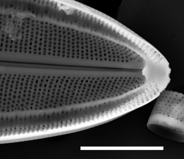 Neidium fossum SEM2