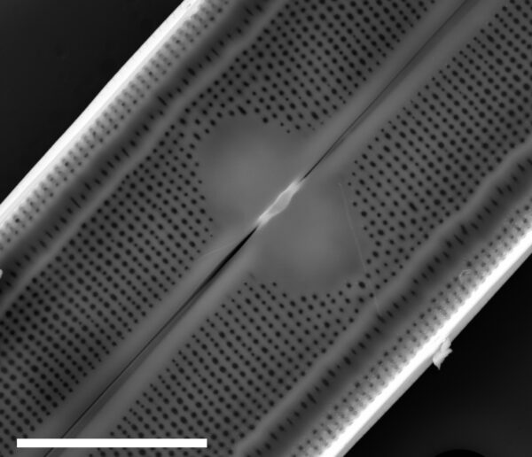 Neidium fossum SEM4