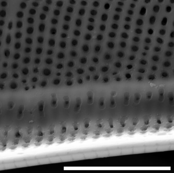 Neidium fossum SEM5