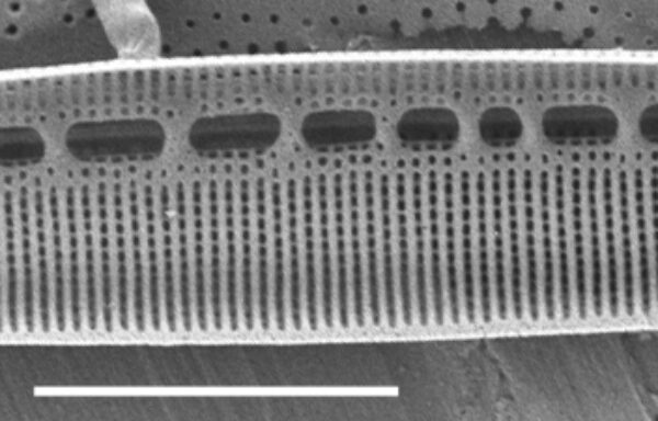 Nitzschia dissipata SEM1