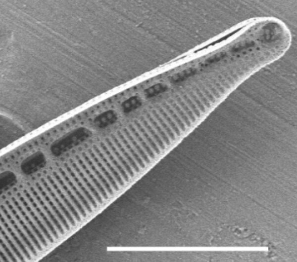 Nitzschia dissipata SEM2