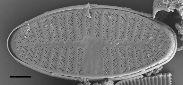 Planothidium Sheathii Sem01