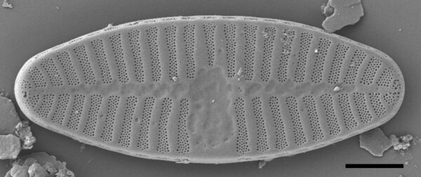 Planothidium Sheathii Sem04