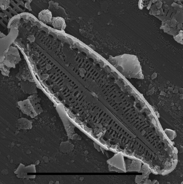 Pulchellophychus schwabei SEM2