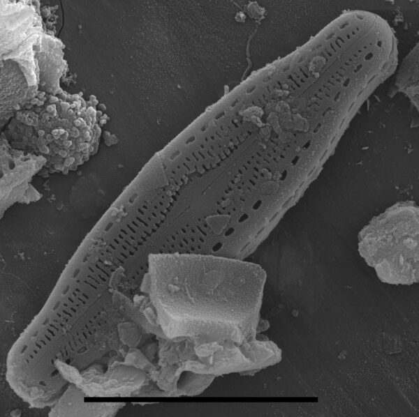 Pulchellophychus schwabei SEM3