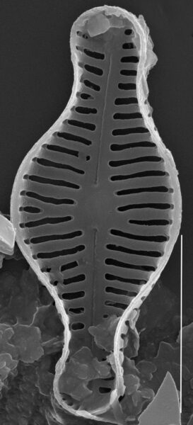 Humidophila schmassmanni SEM3