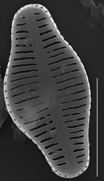 Humidophila schmassmanni SEM4