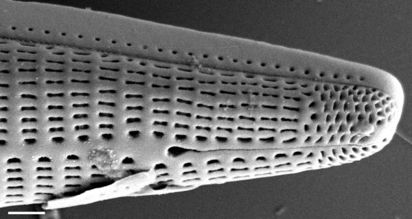 Rhoicosphenia stoermeri SEM1