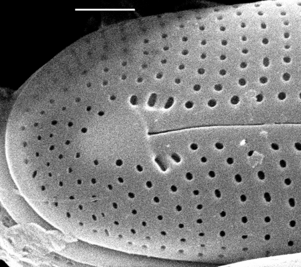 Frustulia creuzburgensis SEM3