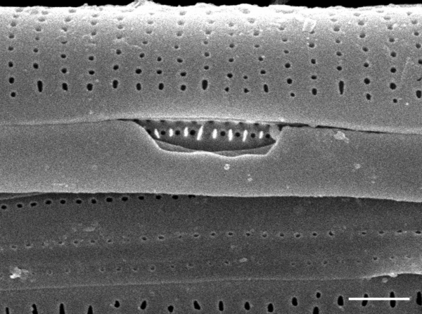 Frustulia creuzburgensis SEM4