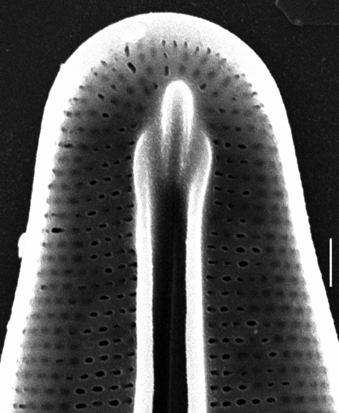 Frustulia vulgaris SEM3