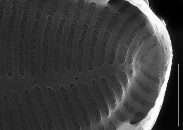 Surirella stalagma SEM1