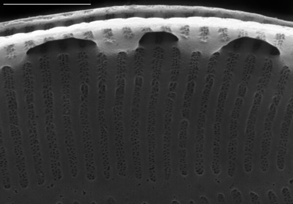 Surirella stalagma SEM2