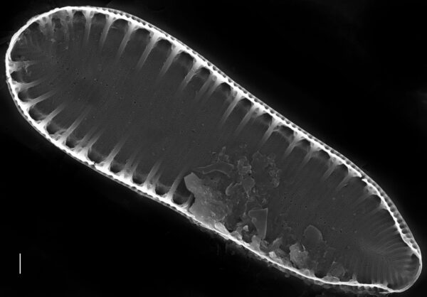 Surirella suecica SEM4