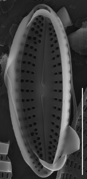 Achnanthes subhudsonis var kraeuselii SEM4