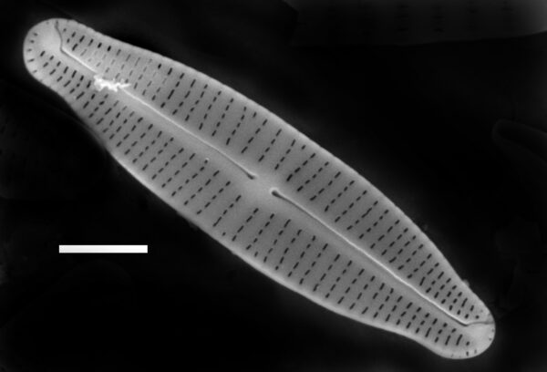 Achnanthidium gracillimum SEM4