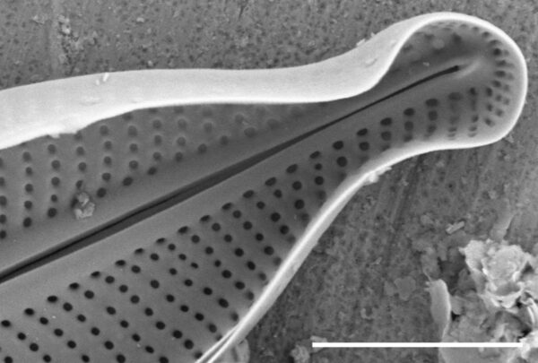 Adlafia multnomahii SEM4