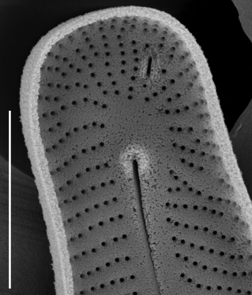 Peronia fibula SEM1