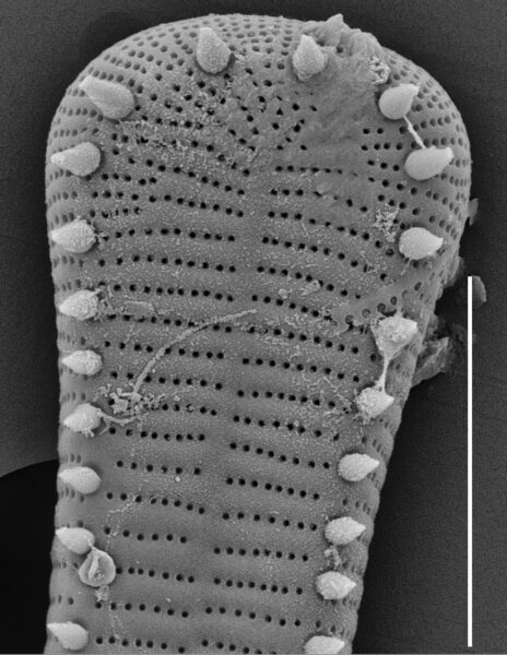 Peronia fibula SEM3