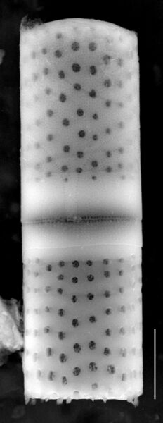 Aulacoseira crassipunctata SEM1