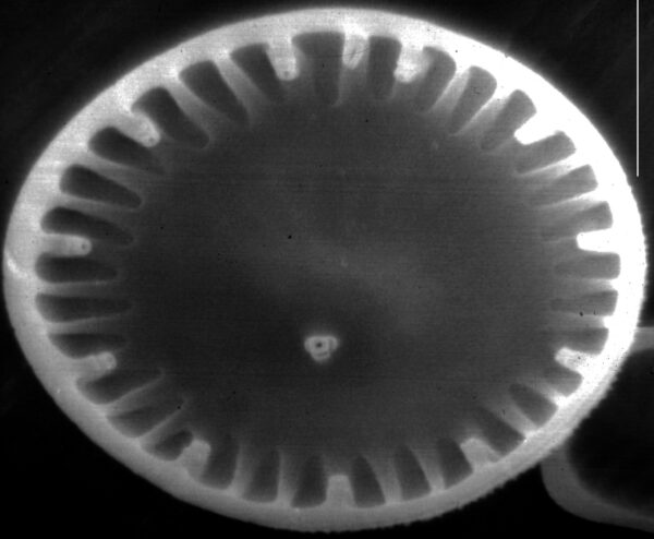 Cyclotella atomus SEM1