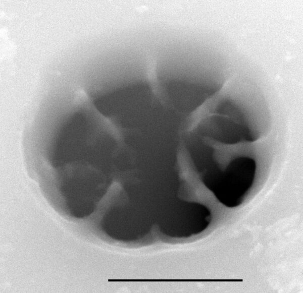 Aulacoseira crassipunctata SEM2