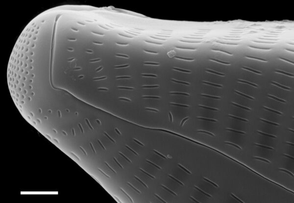 Cymbella turgidula SEM1