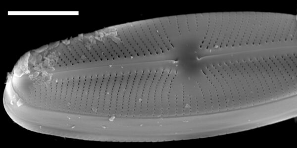 Sellaphora meridionalis SEM2