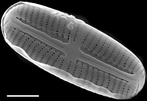 Sellaphora stroemii SEM3