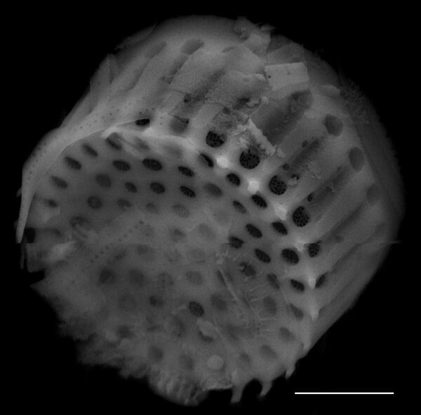 Aulacoseira humilis SEM2